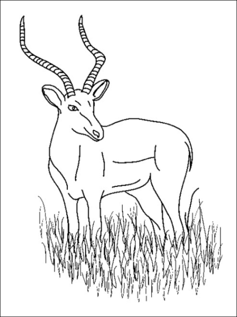 Malvorlagen zum Drucken Ausmalbild Antilope kostenlos 3