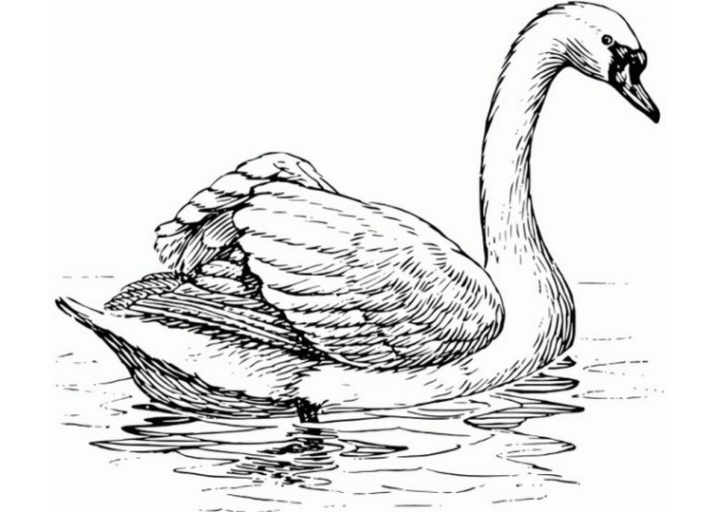 Malvorlagen zum Drucken Ausmalbild Schwan kostenlos 4